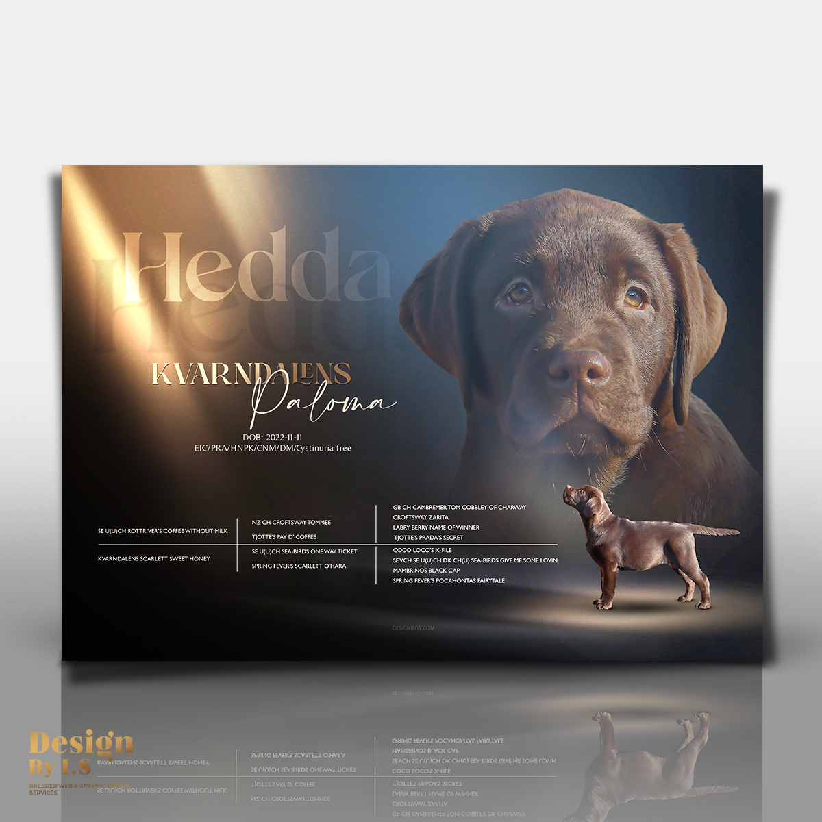 Labrador presentaions with the pedigree 